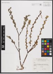 Foto von Salix L.